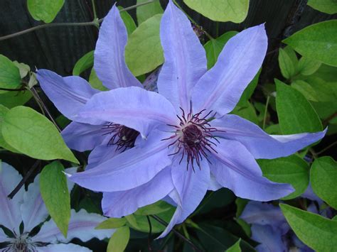 Clematis Blue Ravine Francis Ackerley Flickr