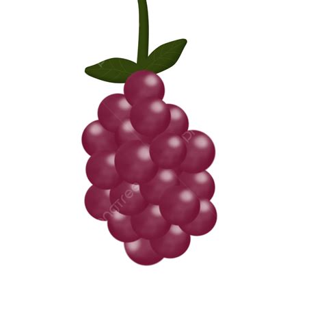 Fresh Fruit Grape Bush Grapes Grape Fresh Fruit Grapes Png