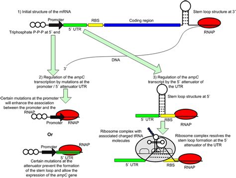 Regulation Of Intrinsic Ampc Gene Expression In Escherichia Coli The