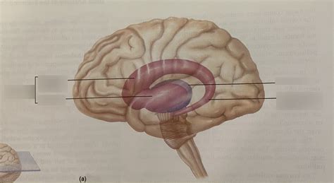 BIO 228: Basal Nuclei Diagram | Quizlet