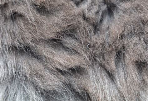 Cat Fur As An Abstract Background Texture Stock Image Image Of