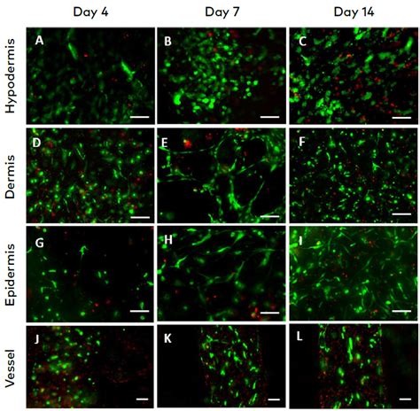 Cellink 3d生物打印应用文章：使用bio X6生物打印机进行复杂皮肤构建的3d生物打印 知乎