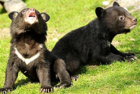 Asian Black Bear Cubs - Baby Animal Zoo