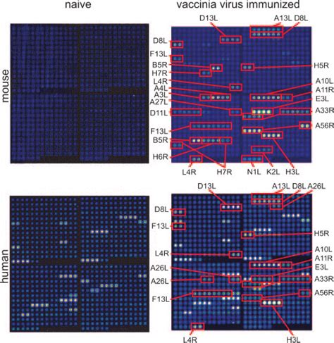 Protein microarray analysis of Abs generated during vaccinia infection ...