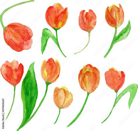 Watercolor set of red tulip flowers. Watercolor abstract drawing. Hand ...