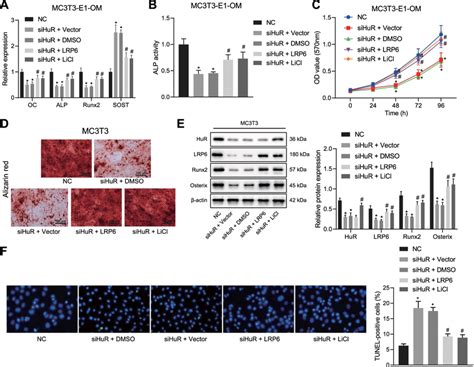 Hur Enhanced Mc3t3 E1 Cell Osteogenic Differentiation And Arrested Its