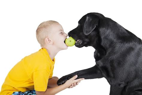 ¿cómo Educar A Un Perro Para Que No Muerda Eroski Consumer