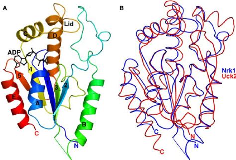 Nrk Is A Rossmann Fold Metabolite Kinase A Ribbon Diagram Of Nrk