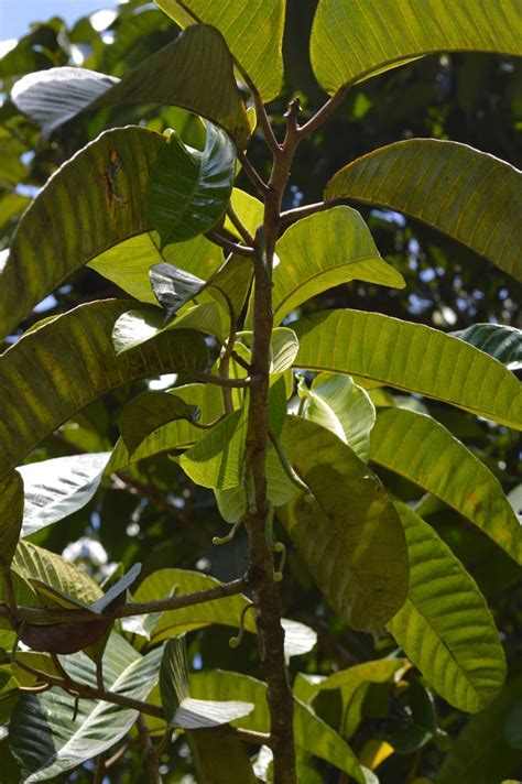 Artocarpus Limpato Moraceae Image 101127 At PhytoImages Siu Edu