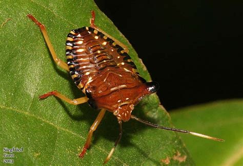 Tortoise Beetle and Stink Bug Nymphs from Costa Rica - What's That Bug?