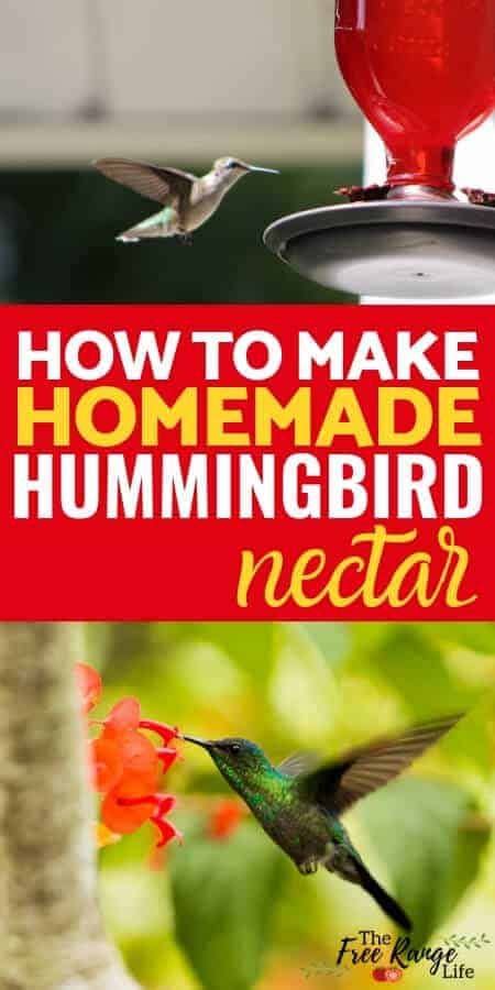 Easy Homemade Hummingbird Nectar Recipe Plus Faq And Tips Artofit