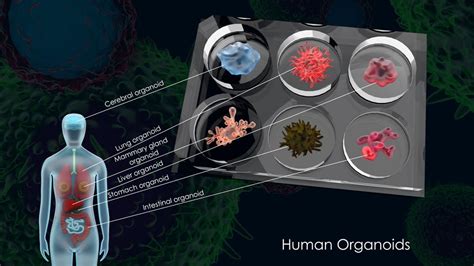 Artificial Human Brain Organoids Pave the Way for Neuroscience Research ...