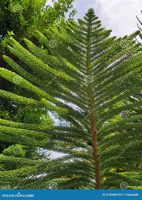 Araucaria Heterophylla Aka Norfolk Island Pine in Natural Back Ground