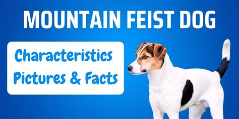 Mountain Feist Breed: Pictures, Characteristics and Facts