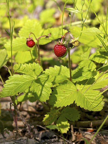 Wild Strawberry Identification – Fragaria vesca – Off Grid Living Hacks