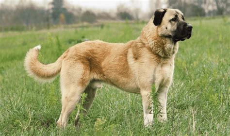 Longest Living Large Dog Breeds - Best Pups Spend Life With by Viktoria Kanevsky