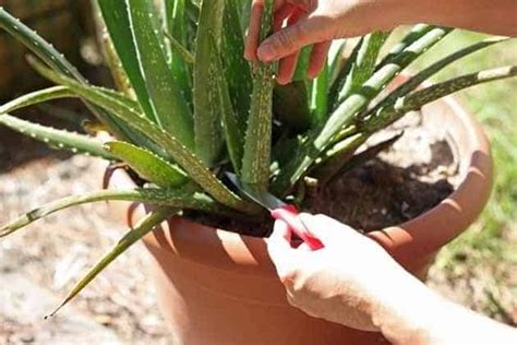 How to Cut and Replant Aloe Vera Plants? [Easy Steps] - Plants Craze