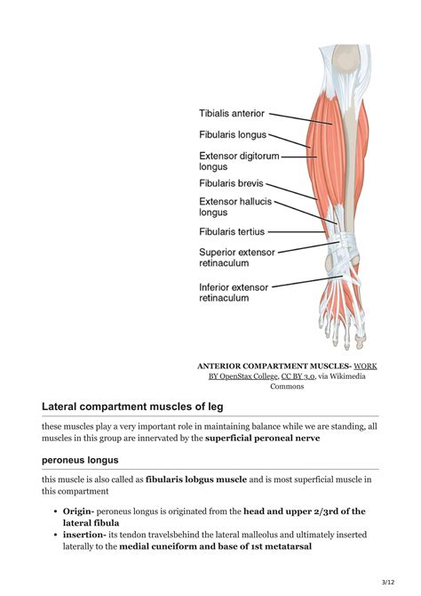 muscles of leg anatomy | PDF