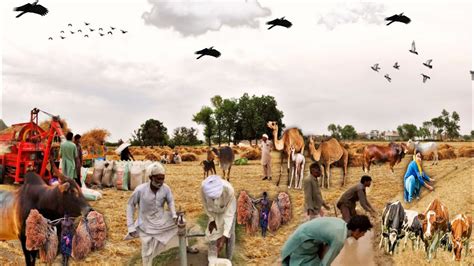 Incredible Traditional Village Life Pakistan Wheat Harvesting With