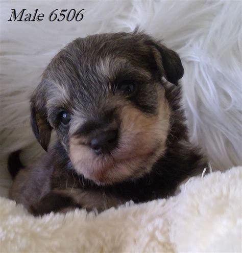 Schnoodle Emmaville Petsforhomes