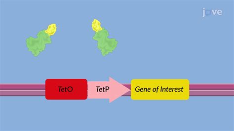 Inducible Tet On Regulatable System Based Gene Expression In Vivo A