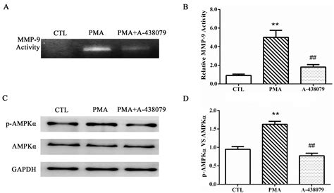 P X Receptor Regulates Emmprin And Mmp Expression Through Ampk Mapk