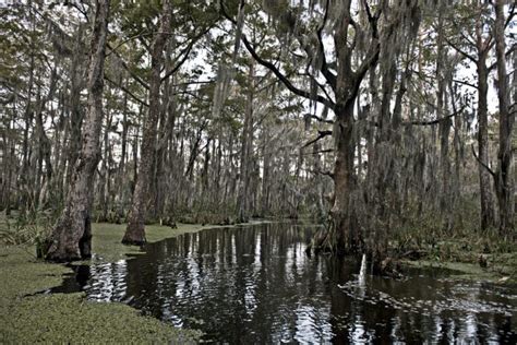 15 Best Louisiana Swamp Tours - The Crazy Tourist