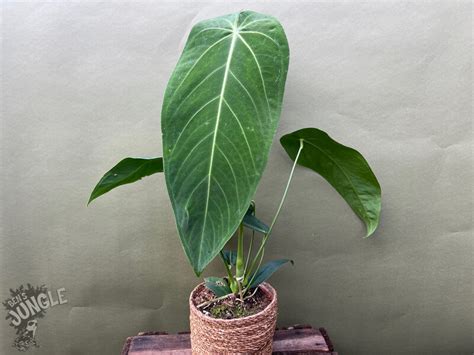 Anthurium Warocqueanum X Waterburyanum