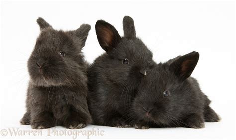 Three Cute Baby Black Bunnies Photo WP40369