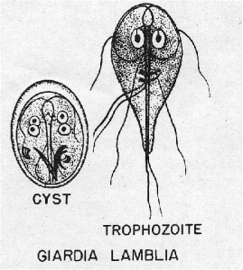 Giardia Lamblia Cyst Diagram