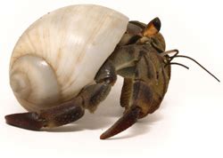 Hermit Crab Shells, Molting, Autotomy & Regeneration