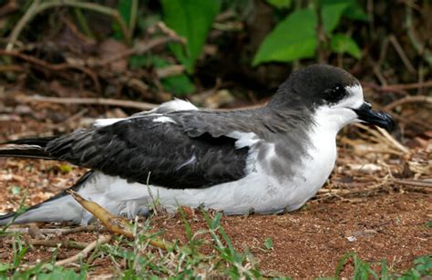 Hawaiian Petrel ʻuaʻu American Bird Conservancy