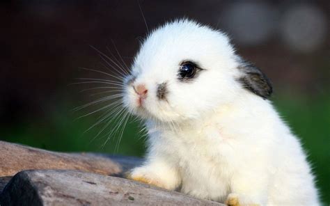 [100+] Cute Bunny Wallpapers | Wallpapers.com