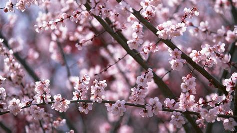 Cherry Blossom Backgrounds 76 Images