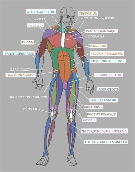 Groin Vein Anatomy