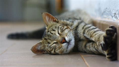 6 cat sleep positions: What they tell you about your kitty | PetsRadar