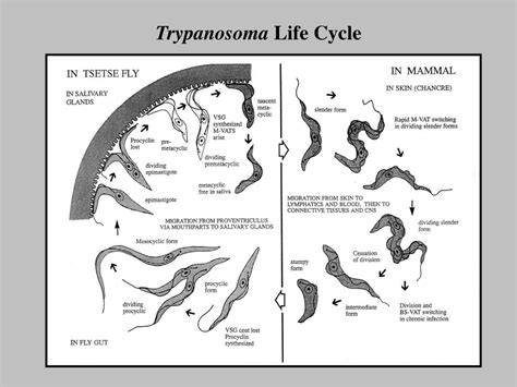 Life Cycle Of Trypanosoma Evansi