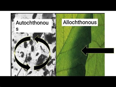 autochthonous  allochthonous  parautochthonous ll ecology ll