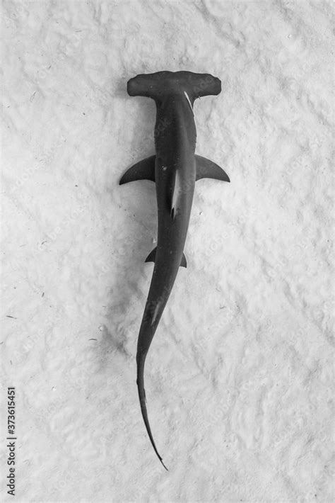 Photo Art Print Hammerhead Shark Michael