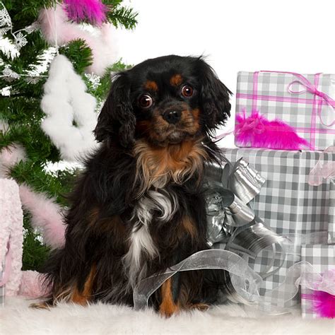 Dog Christmas Present Christmas King Charles Spaniel Stock Photos ...