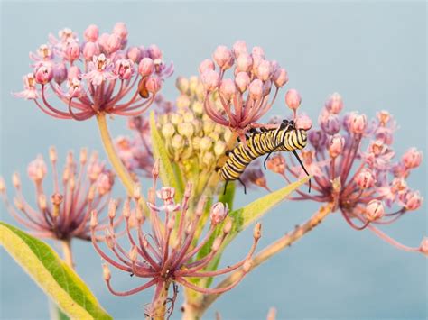 Milkweed Flower How To Grow Milkweed Plants