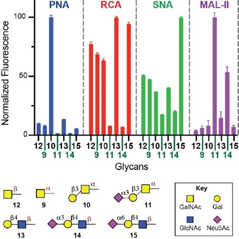 Binding Profiles Of Pna Rca Sna And Mal Ii Lectins Towards Glycans