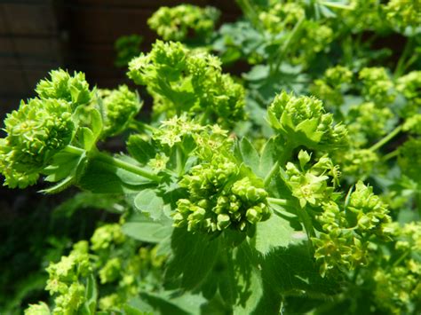 Alcoolature Bio Alch Mille Alchemilla Vulgaris