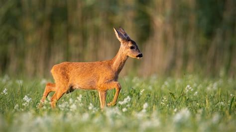 Premium Photo Roe Deer Fawn Walking On A Meadow With Wildflowers