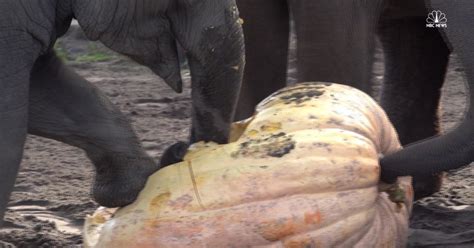 Elephants Smash Giant Pumpkins for Halloween