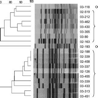 Pfge Dendrogram With The Corresponding Mlst Sequence Types Of The