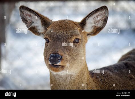 Female White Tailed Deer Odocoileus Virginianus Stock Photo Alamy