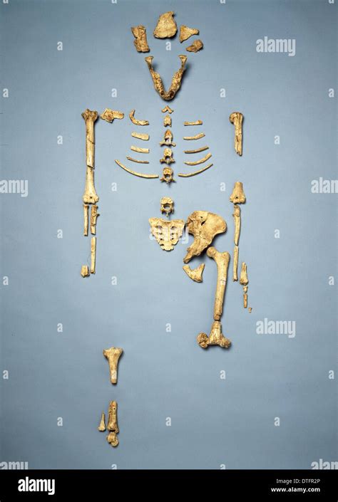 Australopithecus Afarensis Lucy