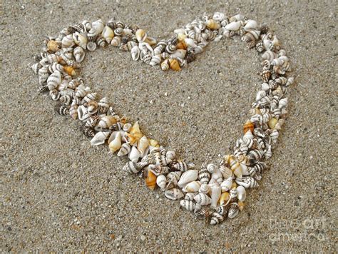 Heart Arranged From Seashells Photograph By Kiril Stanchev Fine Art