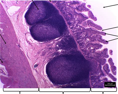 Practical Ileum Slide Diagram Quizlet